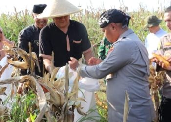 Kapolres Serang Bersama Kelompok Tani Cikande Panen Jagung Hibrida