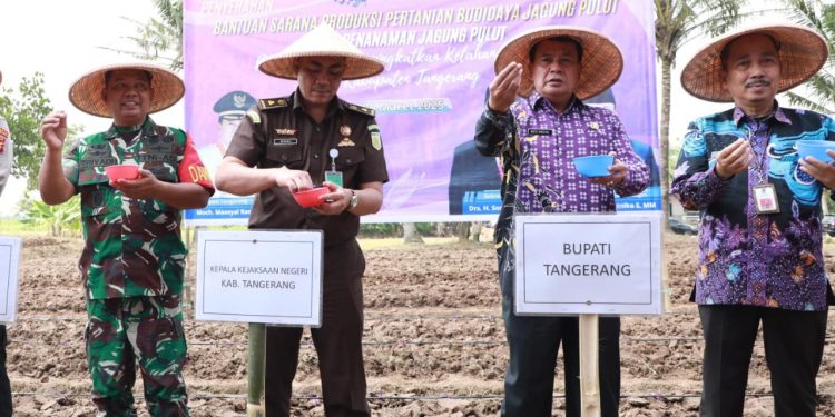 Dukung Program Ketahanan Pangan, Bupati Tangerang Tanam Jagung Pulut di Sukamulya