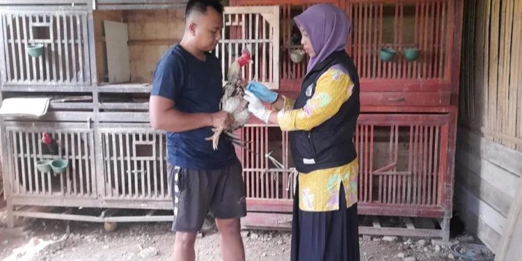 Cegah Penyakit Tetelo, Puluhan Ayam Buras di Sajira di Suntik Vaksin ND