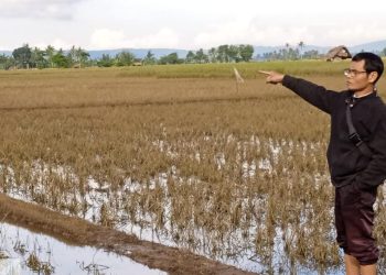 Akibat Banjir di Padarincang dan Cinangka, 16 Hektare Sawah Puso