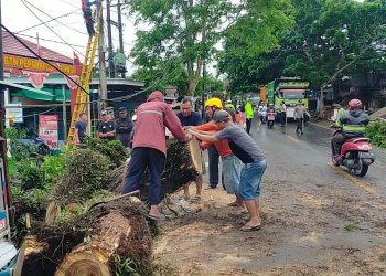 Masuk Musim Pancaroba, BPBD Lebak Sebut Pohon di Sejumlah Jalan Raya Rawan Tumbang