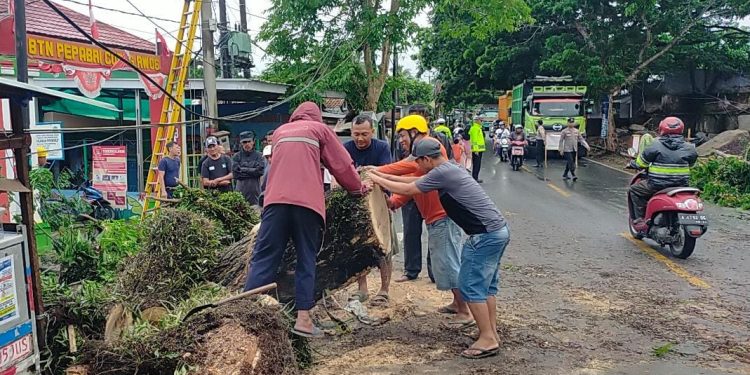 Masuk Musim Pancaroba, BPBD Lebak Sebut Pohon di Sejumlah Jalan Raya Rawan Tumbang