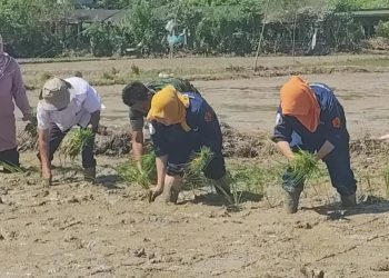 Petani di Rangkasbitung Mulai Tanam Padi Serempak