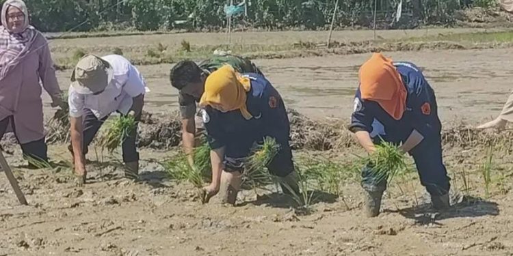 Petani di Rangkasbitung Mulai Tanam Padi Serempak
