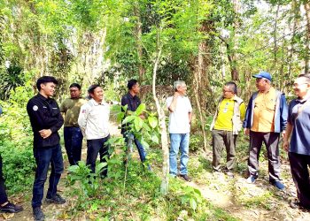 Gamal, Tanaman Multiguna: Dari Pagar Hidup hingga Pengurai Polusi