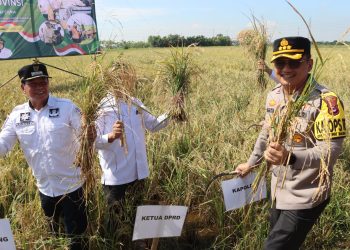 Kapolresta dan Bupati Tangerang Panen Raya Padi Serentak Bersama Presiden RI di Mauk