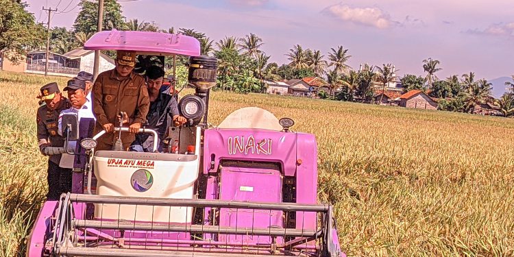 Pemprov Banten Bakal Bantu Benih untuk Tingkatkan Produktivitas Petani