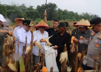 Gubernur Bersama Kapolres Serang dan Kelompok Tani Panen Jagung di Lahan Seluas 3 Hektare