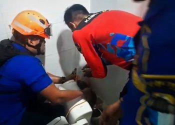 Damkar Lebak Evakuasi Ular Sanca 4 Meter di Dalam Kloset