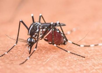 Dinkes Kota Tangerang Imbau Masyarakat Lakukan 4M Cegah Penyakit Chikungunyah