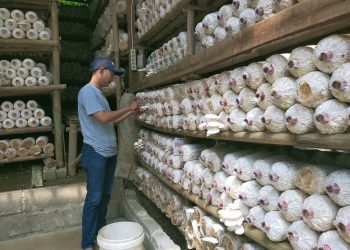 Dari Limbah Gergaji, Warga Lebak Hasilkan Cuan Belasan Juta