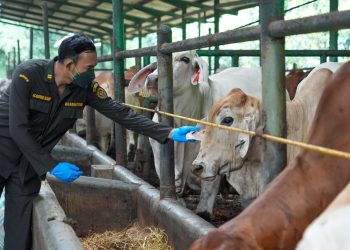 Pastikan Ternak Sehat, Barantin Gencarkan Vaksinasi PMK