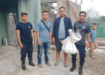 Ular Sanca Telan Ayam, Bikin Geger Warga Bagendung
