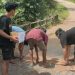 Puluhan Tahun Tak Diperbaiki, Pemuda Cibitung Kompak Tambal Jembatan yang Bolong