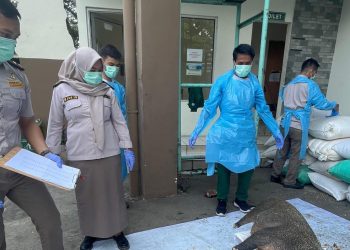 Barantin Banten Gagalkan Penyelundupan 2,9 Ton Daging Babi Hutan dari Lampung
