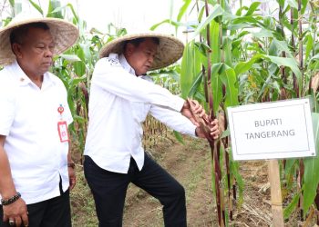Bupati Tangerang Panen Jagung Pulut Di Sukamulya