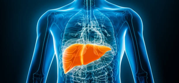 Lima Kebiasaan Sederhana Ini Bisa Bikin Liver Tetap Sehat, Nomor 1 Tidak Disadari!
