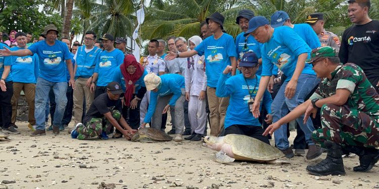 Jaga Ekosistem, Penyu-Penyu Sakit Dirawat di Carita Pandeglang Kini Kembali ke Laut