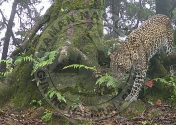 Langka, Macan Tutul Jawa Terekam Kamera di Taman Nasional Gunung Halimun Salak