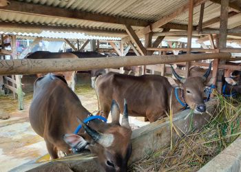Antisipasi Penyakit, Hewan Kurban yang Masuk Lebak Akan Diperiksa