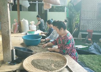 Kopi Puhu Tembus Pasar Serang, Petani Tanam Puluhan Ribu Pohon Kopi