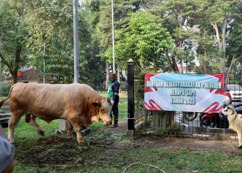 Sapi Kurban Presiden untuk Masyarakat Banten Seberat 1,15 Ton