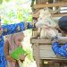 Disnakeswan Lebak: 30 Ekor Hewan Kurban Sakit!