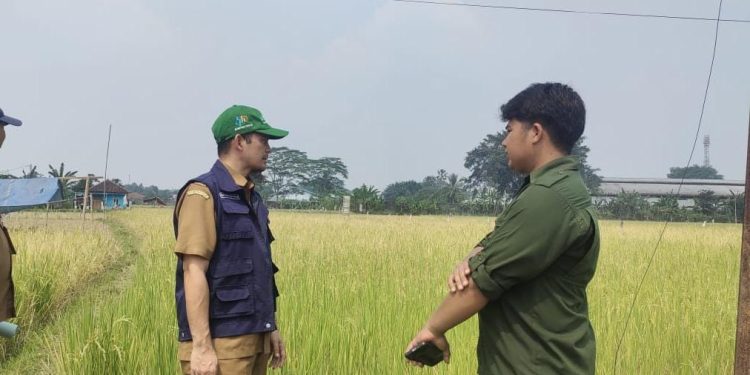 Area Pesawahan di Lebak Terancam Kekeringan