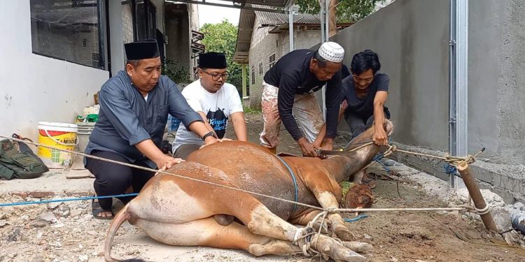 DPKP Kabupaten Tangerang Catat 7,372 Hewan Kurban Disembelih Selama Idul Adha