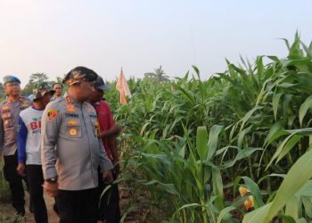 Polres Serang Gelar Panen Raya Jagung 22 Hektare, Diprediksi Hasilkan 170 Ton
