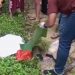 Janin Bayi Terbungkus Kantong Kresek Merah Gegerkan Warga Tangsel