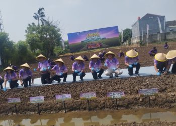 Mendes, Jamintel, dan Gubernur Banten Tanam Palawija Dukung Swasembada Pangan