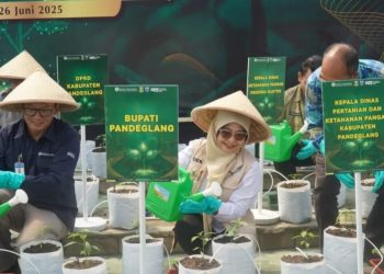 Sukseskan Kedaulatan Pangan, Bupati Pandeglang Tanam Cabai di Jiput