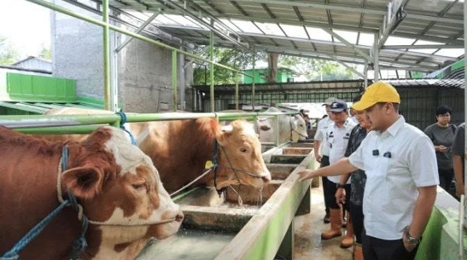 Pemkot Tangsel Pastikan 4.330 Hewan Kurban Bebas Penyakit Mulut dan Kuku