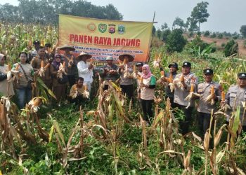Poktan Ranca Panjang Panen Jagung 30 Ton