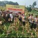Poktan Ranca Panjang Panen Jagung 30 Ton