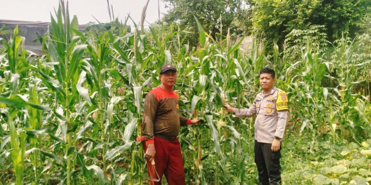 Bhabinkamtibmas Kuta Bumi Dukung Ketahanan Pangan, Manfaatkan Pekarangan Kosong Ditanami Jagung