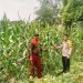 Bhabinkamtibmas Kuta Bumi Dukung Ketahanan Pangan, Manfaatkan Pekarangan Kosong Ditanami Jagung