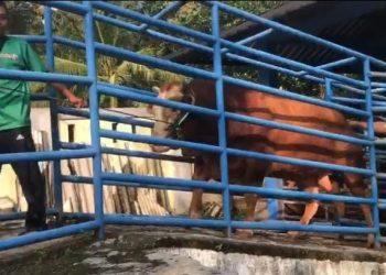 Presiden Prabowo Kurban Sapi 1,1 Ton, Dagingnya Dibagikan Warga 6 Kampung di Pandeglang