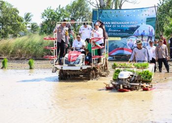 Produksi Padi di Banten Naik 16 Persen