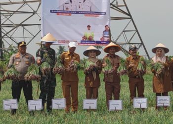 Pemkab Serang Siap Tingkatkan Produksi Bawang Merah, Jalin Kerjasama dengan Brebes