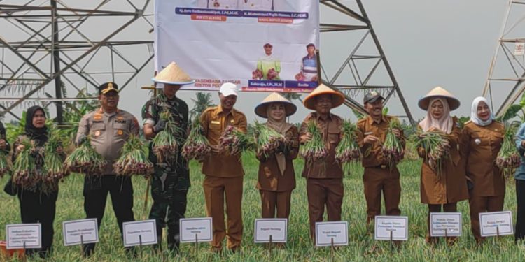 Pemkab Serang Siap Tingkatkan Produksi Bawang Merah, Jalin Kerjasama dengan Brebes