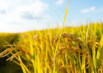 Harga Gabah Kering di Kota Serang Lebihi HPP, Tembus Rp7.000 per Kilogram
