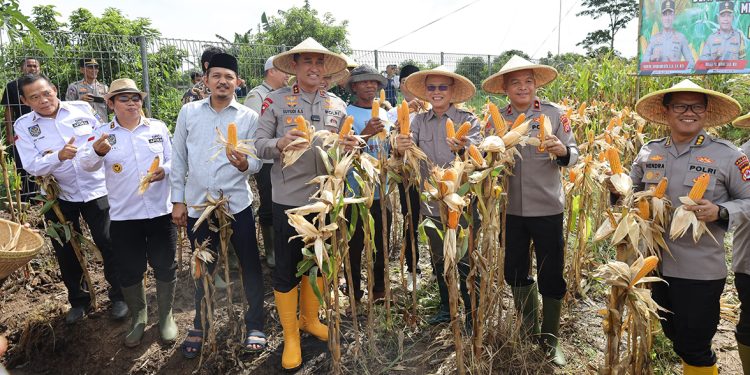 Polda Banten Panen 1.617 Ton Lebih Jagung, Capai 66,56 Persen Lahan dari Target