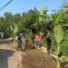 Warga Tanam Pohon Pisang di Jalan Rusak, Lurah Grogol: Sudah Masuk Perencanaan