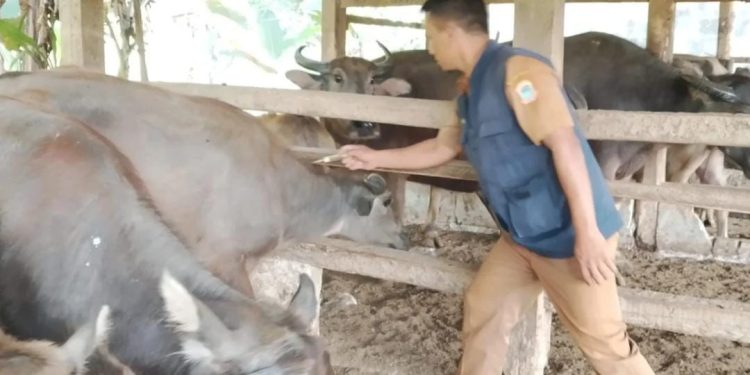 Cegah PMK, 814 Kerbau dan Sapi di Lebak Divaksin