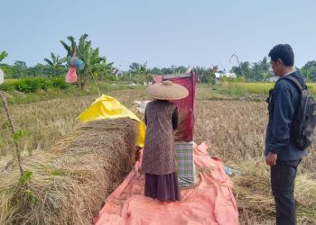 Lebak Surplus Beras, Kebutuhan Masyarakat Tercukupi Hingga Lebaran Idul Fitri 2026