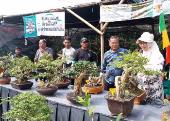 201 Bonsai Mejeng di Pandeglang, Sajikan Edukasi hingga Bursa Tanaman