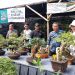 201 Bonsai Mejeng di Pandeglang, Sajikan Edukasi hingga Bursa Tanaman