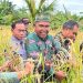 Lahan Pertanian di Pandeglang Menyusut, PT Wika Serang Panimbang Beri Penjelasan Tudingan Miring